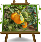 Zitrusorange – Washington Nabel Obstbäume Höhe: 60~80 Cm Vase: Durchmesser 22 Cm