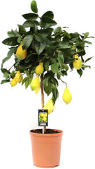Vier-Jahreszeiten-Zitrone 80-100 Cm Citrus Limon Lunario Zitrone Zitronenbäumchen