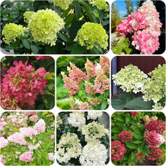 Rispenhortensie Immergrüne Sträucher Winterhart Blühend Hydrangea Paniculata Schattenpflanzen Wildblumensamen Bonsai Balkon Blumensamen Seltene Zimmerpflanzen Balkonpflanzen 40Samen