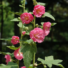 Stockrose - Stockrosensamen Balkon Blumenwiese Topfblumen Stockrosen Balkonblumen Schnittblumen Hochbeet Wohnzimmer Deko Zierblumen Für Sonnige Plätze Gartendeko Für 550Samen