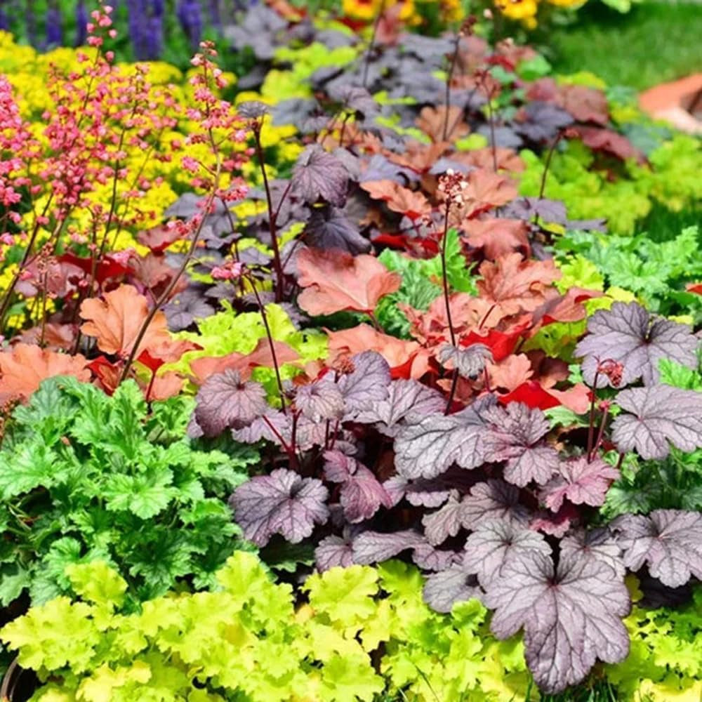 Heuchera - Purpurglöckchen Blumensamen Gastgeschenk Bodendecker Gartenkräuter Immergrüne Sträucher Hecken Steingartenpflanzen Wildblumen Heilkräuter Garten Geschenk 50Samen