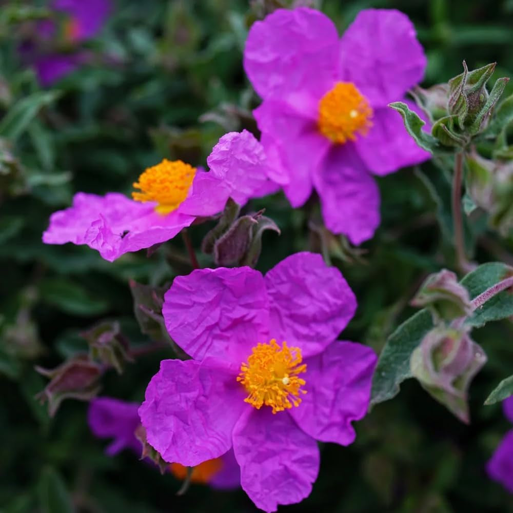 Zistrose Seltene Büropflanzen Zistrosesamen Bonsaibaum Kletterpflanzen Winterharte Kübelpflanzen Zimmerbonsai Schnittblumen Minigarten Sträucher Winterhart Blühend 300Samen
