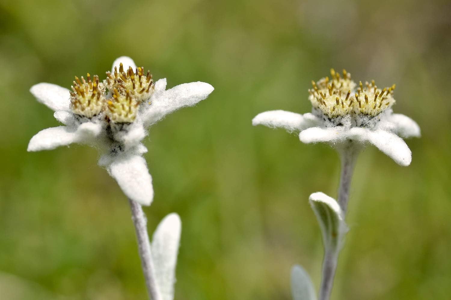 SAFLAX - Heilpflanzen - Edelweiss - 500 Samen - Leontopodium Alpinum