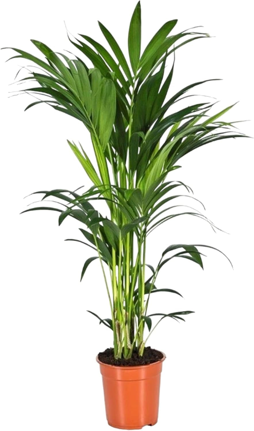 Trendyplants - Kentia Palme - Howea Forsteriana - Zimmerpflanze - Höhe 150-170 Cm - Topfgröße Ø21Cm