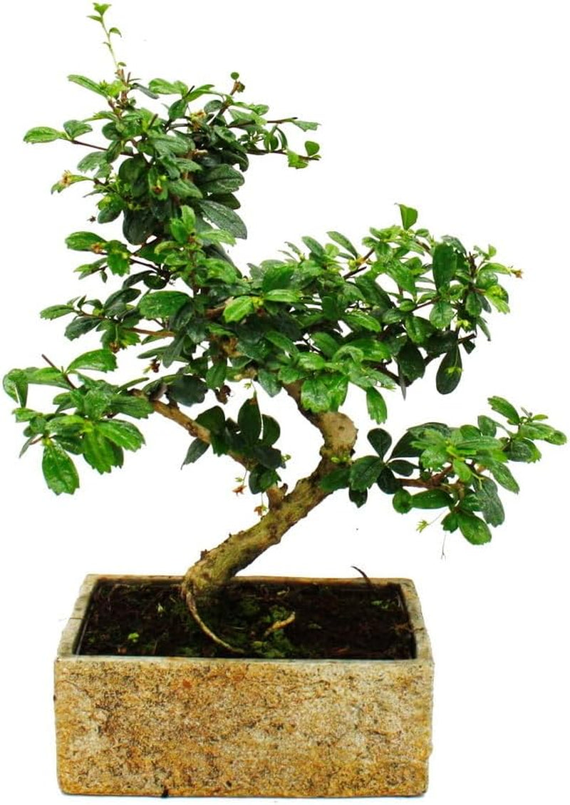 Bonsai Fürs Zimmer - in Moderner Trendkeramik - Zimmerbonsai Ficus - 6 Jahre Alt - Steinoptik
