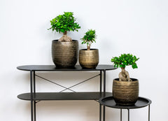Bloomique - Ficus Ginseng - Bonsai Baum - Zimmerpflanzen - Pflegeleicht - Luftreinigend - Höhe 30-40 Cm - Topf 17 Cm