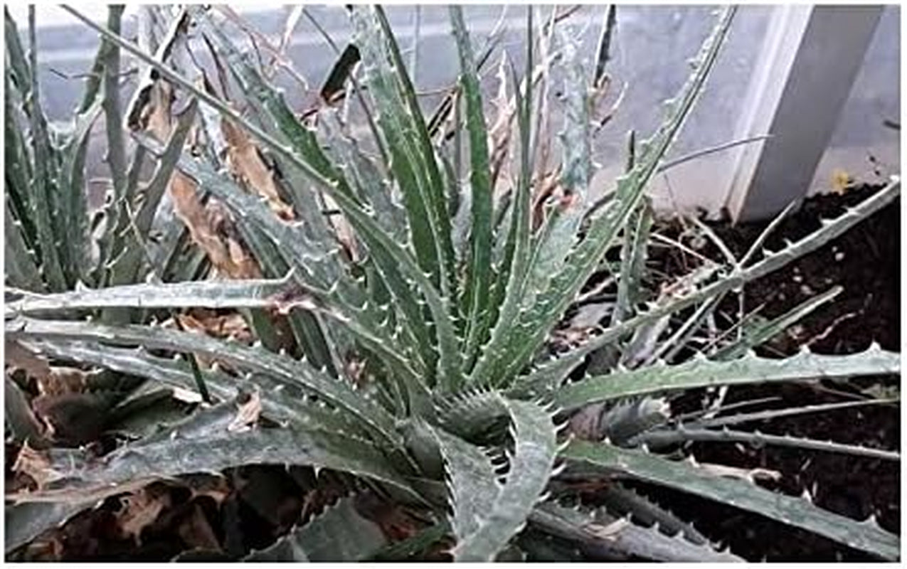 Stk - 10X Hechtia Montana Bromelie Garten Pflanzen - Samen ID577 -