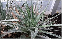 Stk - 10X Hechtia Montana Bromelie Garten Pflanzen - Samen ID577 -
