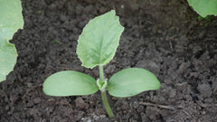 Lot Von 25 Wassermelonensamen Sugar Baby - Frucht Mit 20 Cm Durchmesser Von 2 Bis 3 K