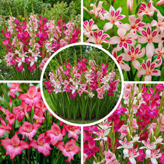 Gladiolen Zwiebeln Botanisch Nanus Kollektion (50 Blumenzwiebeln) | Exklusivmischung Pflanzen Aus Holland | 7 Sorten/Farben | Dekoration Für Garten, Balkon (Keine Samen, Nicht Winterhart)