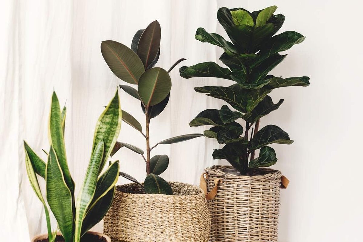 Bloomique - 2Er Set - Ficus Lyrata - Geigenfeige - Zimmerpflanzen Groß - Pflegeleicht - Luftreinigend - Höhe 60-70 Cm - Topf 17 Cm