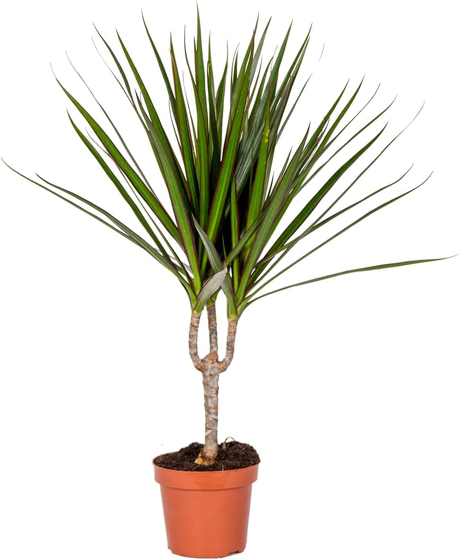 Bloomique - Dracaena Marginata - Drachenbaum - Zimmerpflanzen Groß - Pflegeleicht - Luftreinigend - Höhe 90-110 Cm - Topf 21 Cm