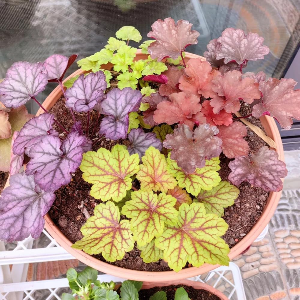 Heuchera - Purpurglöckchen Immergrüne Sträucher Hecken Heilkräuter Garten Geschenk Schnell Wachsende Sträucher Seltene Küchenkräuter Deko Deko Wohnzimmer Frühlingsblumen 400Samen