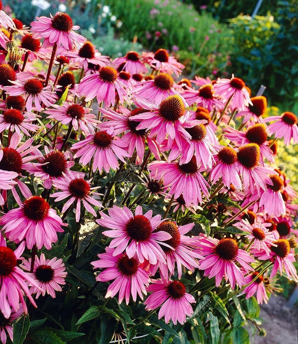 BALDUR Garten 9Er Staudenbeet 'Insekten-Hit', Pflanzen Im 9X9 Cm-Topf, Üppige Blütenpracht Jahr Für Jahr, Wertvolle Bienenweide, Blüht Den Ganzen Sommer Über, Winterhart, Toller Duft, Mehrjährig