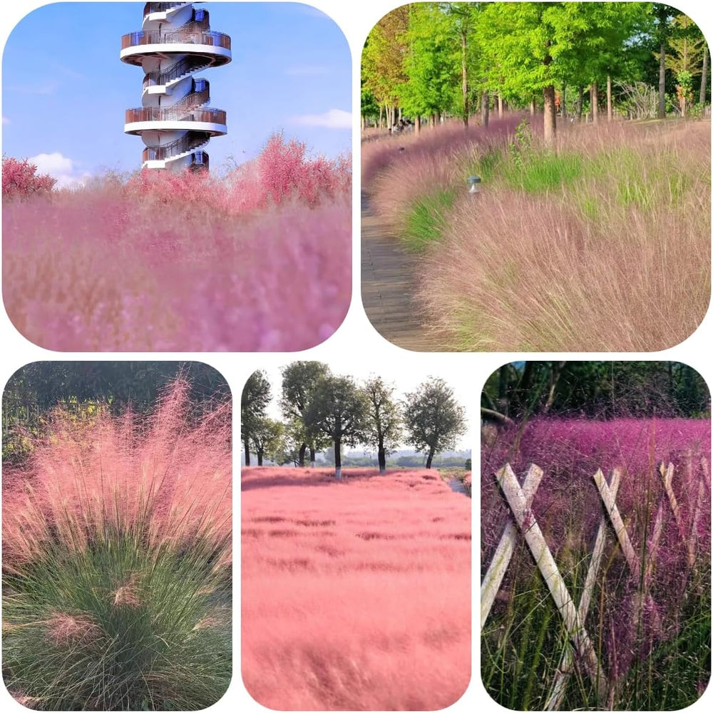 Muhlenbergia Capillaris, Ziergras Bodendecker Winterhart Herbst Deko Topfpflanzen 300Samen