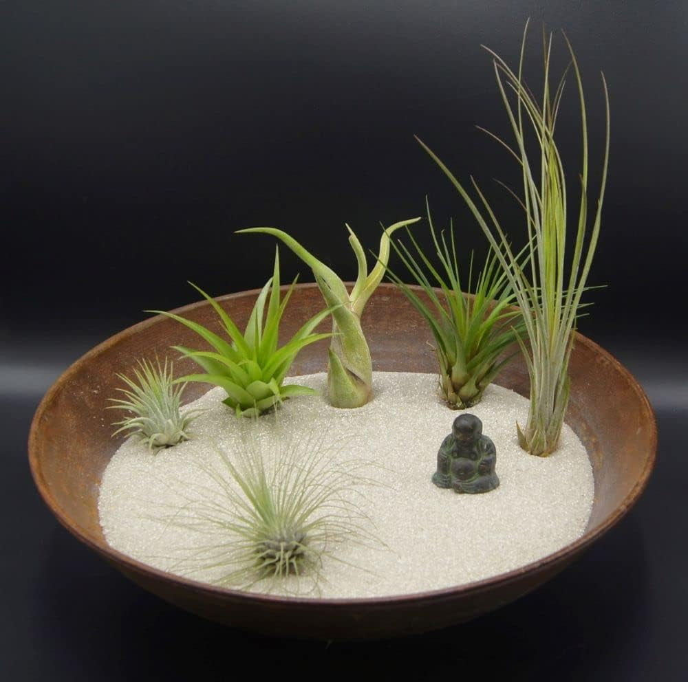 Tillandsien 4Er-Mix, Tillandsia, Bromeliengewächs
