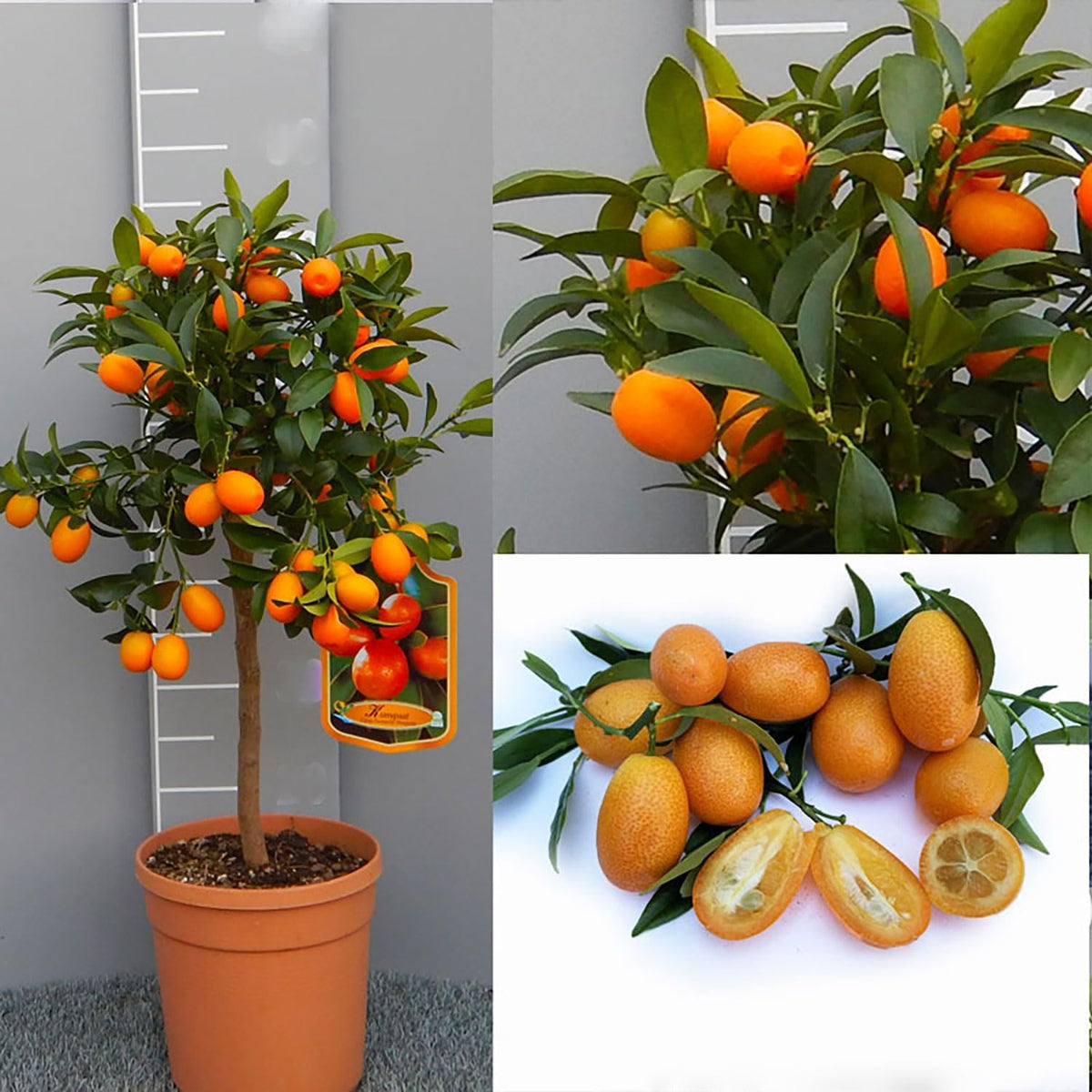 SAVINI VIVAI Kumquat-Pflanze, Chinesischer Mandarin-Kumquat-Zitrusbaum Im 20 Cm Topf, Höhe 70 Cm, 2-3 Jahre Veredelung, Hergestellt in Italien