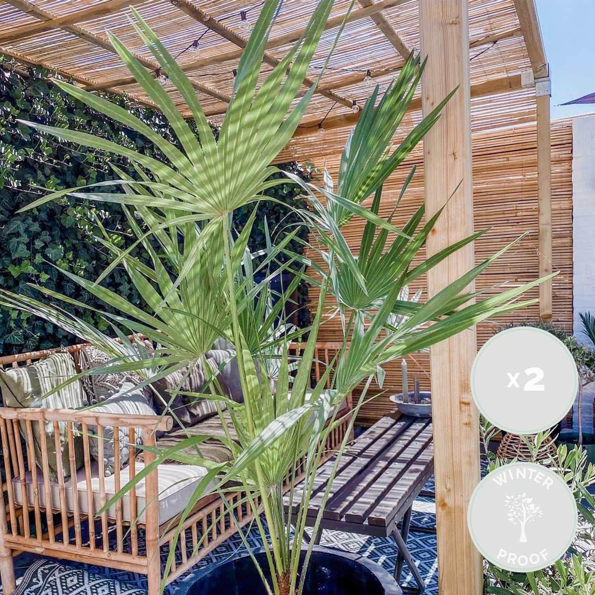 Bloomique - 2Er Set - Chamaerops Humilis - Europäische Zwergpalme - Palmen Winterhart Draußen - Höhe 50-60 Cm - Topf 15 Cm