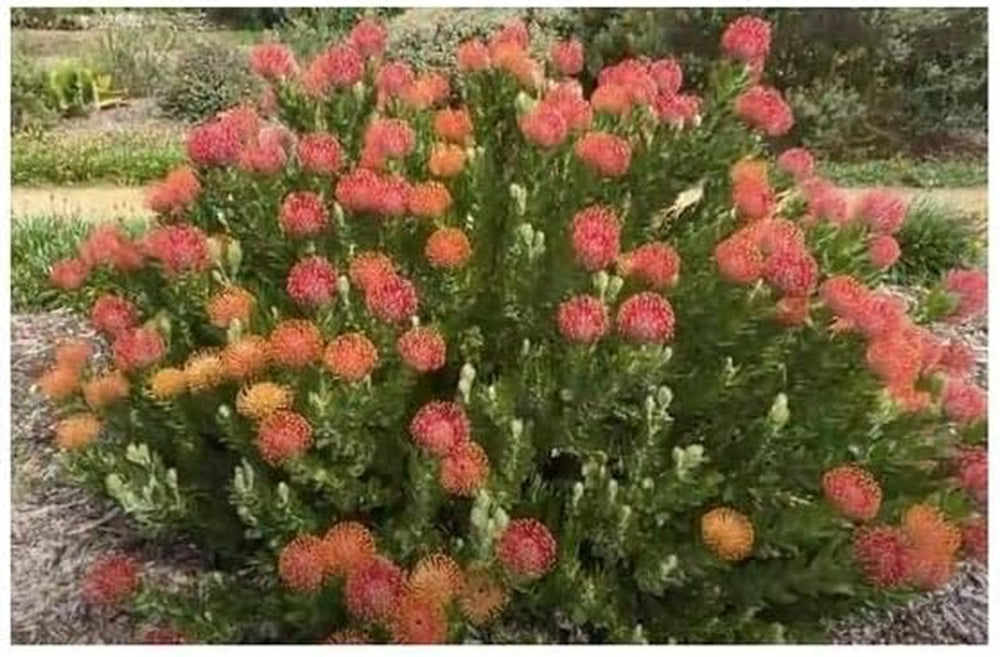 Stk - 5X Leucospermum Patersonii Nadelkissen Strauch Pflanzen - Samen B1710 -