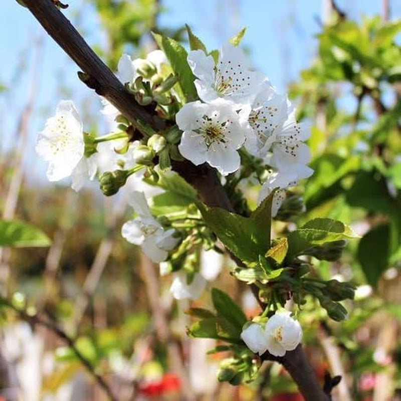 Sauerkirschbaum Amarena Montmorency – Obstpflanze Im Topf Ø 24/26 Cm, Höhe 160-180 Cm, Alter: 4 Jahre – Italienische Baumschule