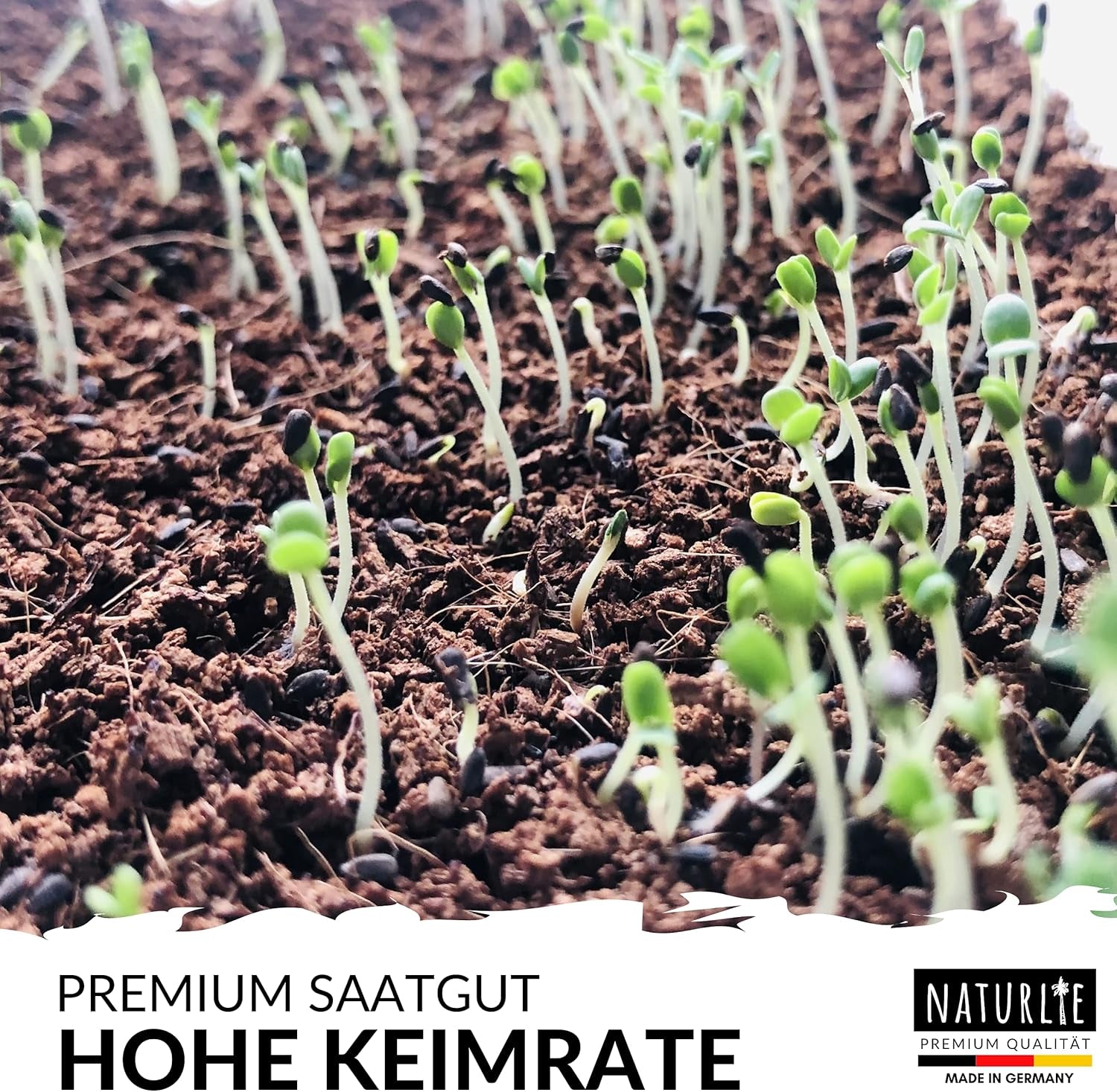 20Er Gemüse Samen Set Von , 20 Sorten Premium Gemüse Saatgut Im Gemüseset Für Den Anbau Im Garten, Hochbeet Oder Balkon - XXL Gemüsesamen Sortiment - Samenfestes Saatgut!