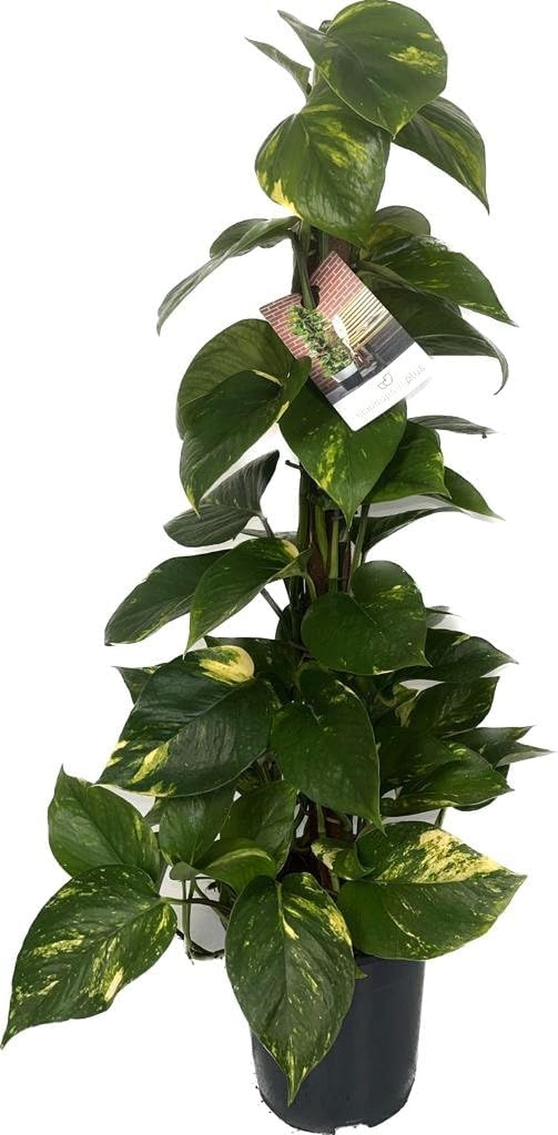 Efeutute (Epipremnum Aureum) Am Moosstab – Große, Pflegeleichte, Luftreinigende Zimmerpflanze Im Topf Ø 24 Cm, Höhe Ca. 120 Cm