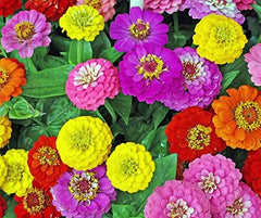Blumensamen Super Yoga Mischung Zinie Portion