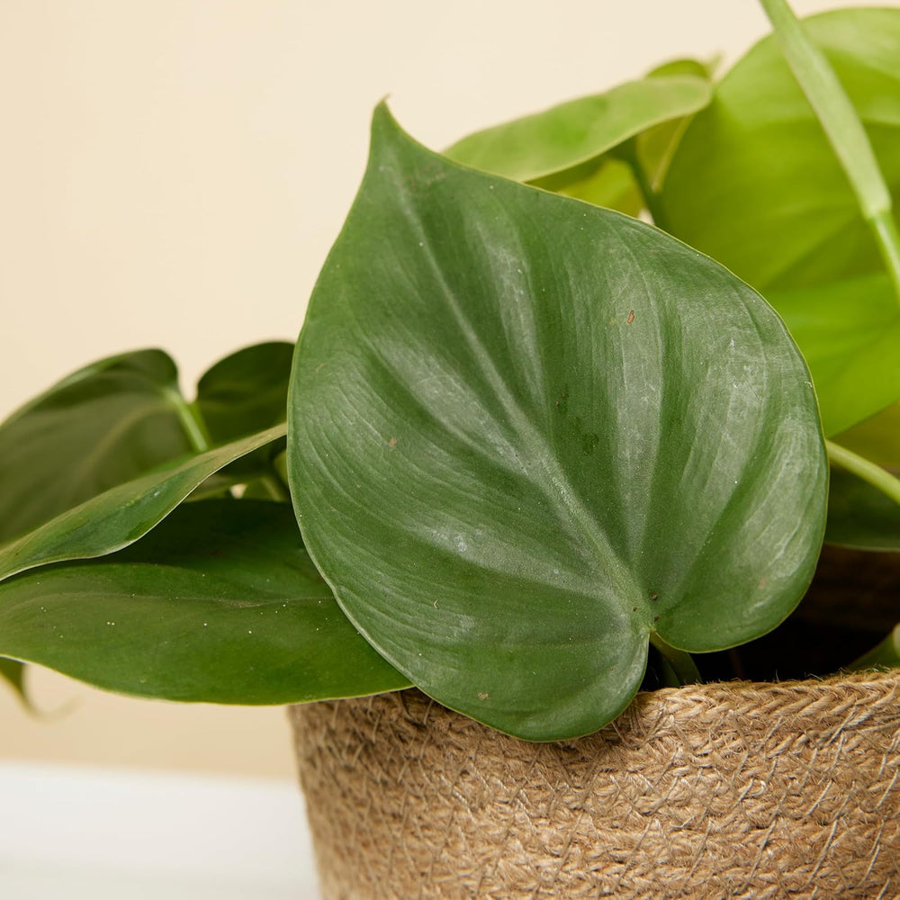 Bloomique - Philodendron Scandens - Hängepflanze - Auch Als Kletterpflanze Geeignet - Zimmerpflanzen - Luftreinigend - Pflegeleicht - 15-20 Cm Hoch - Topf 12 Cm