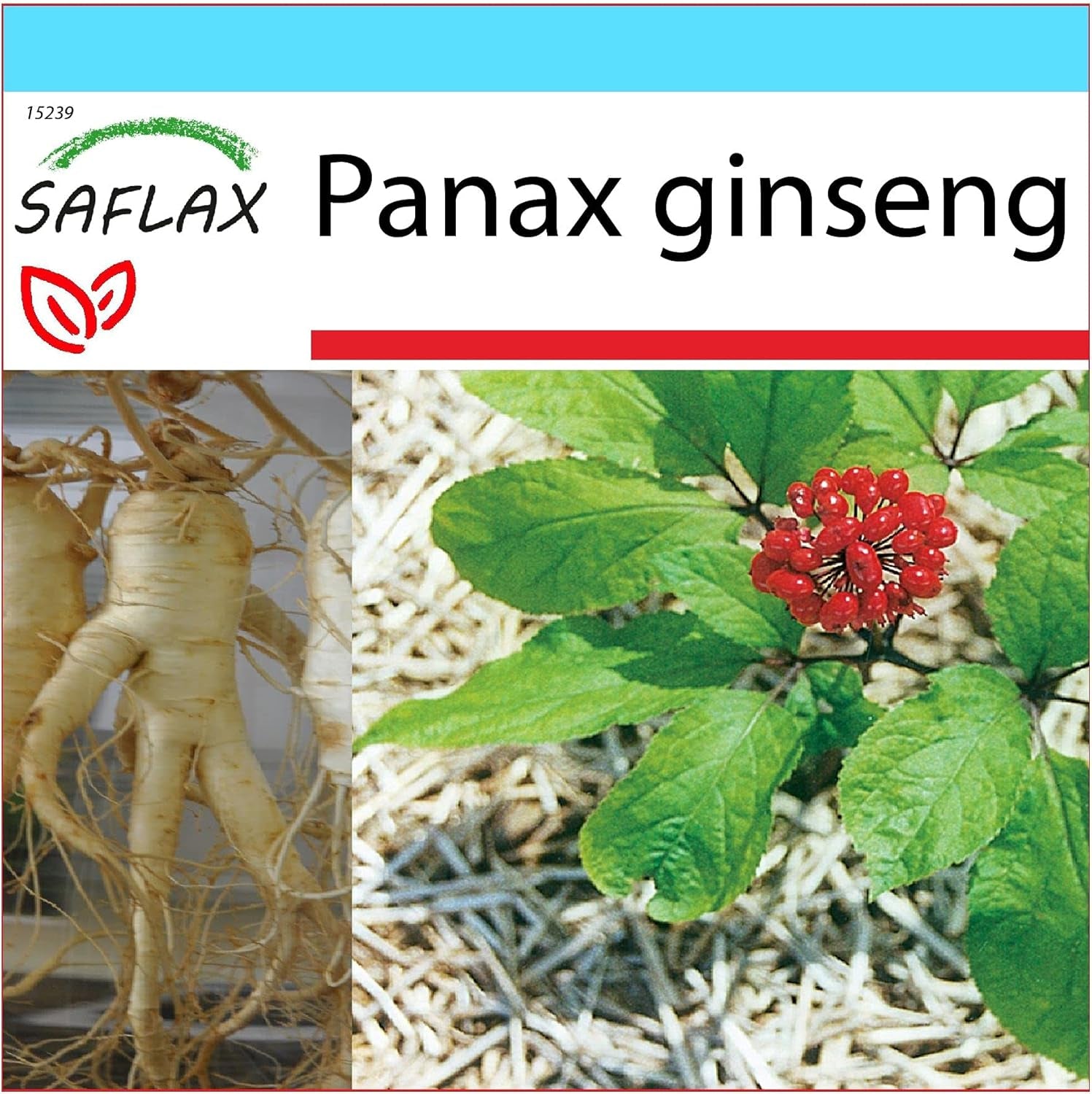 SAFLAX - Geschenk Set - Heilpflanzen - Echter Koreanischer Ginseng - 10 Samen - Mit Geschenk- / Versandbox, Versandaufkleber, Geschenkkarte Und Anzuchtsubstrat - Panax Ginseng