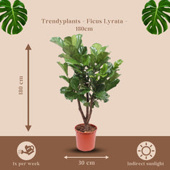 Trendyplants - Ficus Lyrata Verzweigt - Tabakpflanze - Zimmerpflanze - Höhe 170-190 Cm - Topfgröße Ø30Cm