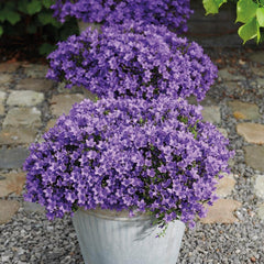 Campanula Addenda - Glockenblume Lila Topfgröße 12Cm - Mehrjährig - Winterhart