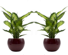 Dieffenbachia-Duo Mit Handgefertigtem Keramik-Blumentopf "Cresto Rot" - 2 Pflanzen Und 2 Dekotöpfe