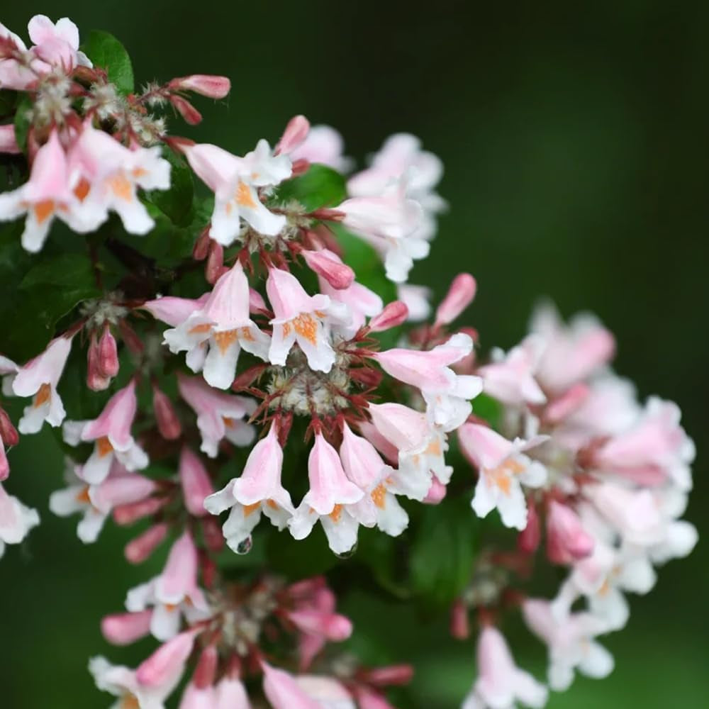 Perlmuttstrauch - Winterhart Garten Bodendecker Mehrjährig 50Samen