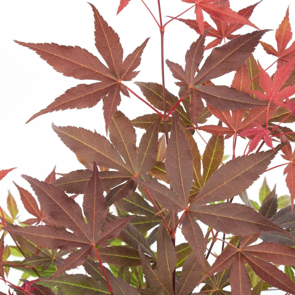 Bloomique - Acer Palmatum Atropurpureum - Japanischer Ahorn - Buntes Laub - Gartenpflanzen - Winterhart - 50-70 Cm Hoch - Topf 19 Cm