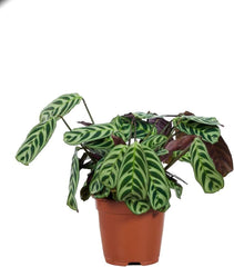 Baby Ctenanthe Burle Marxii - Zimmerpflanzen, Pflanzen Echt, Nachhaltige Verpackung - 2Cm Stecklinge - Höhe 15Cm - Direkt Von Der Gärtnerei