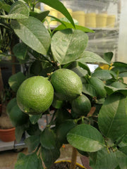 Zitronenbaum Meyer Lisa 70-100 Cm – Citrus Meyer Lemon Mit Blüten & Kleinen Früchten – Robuster, Pflegeleichter Zimmerbaum Für Frische Zitronen Zu Hause – Perfekt Für Garten, Balkon & Terrass