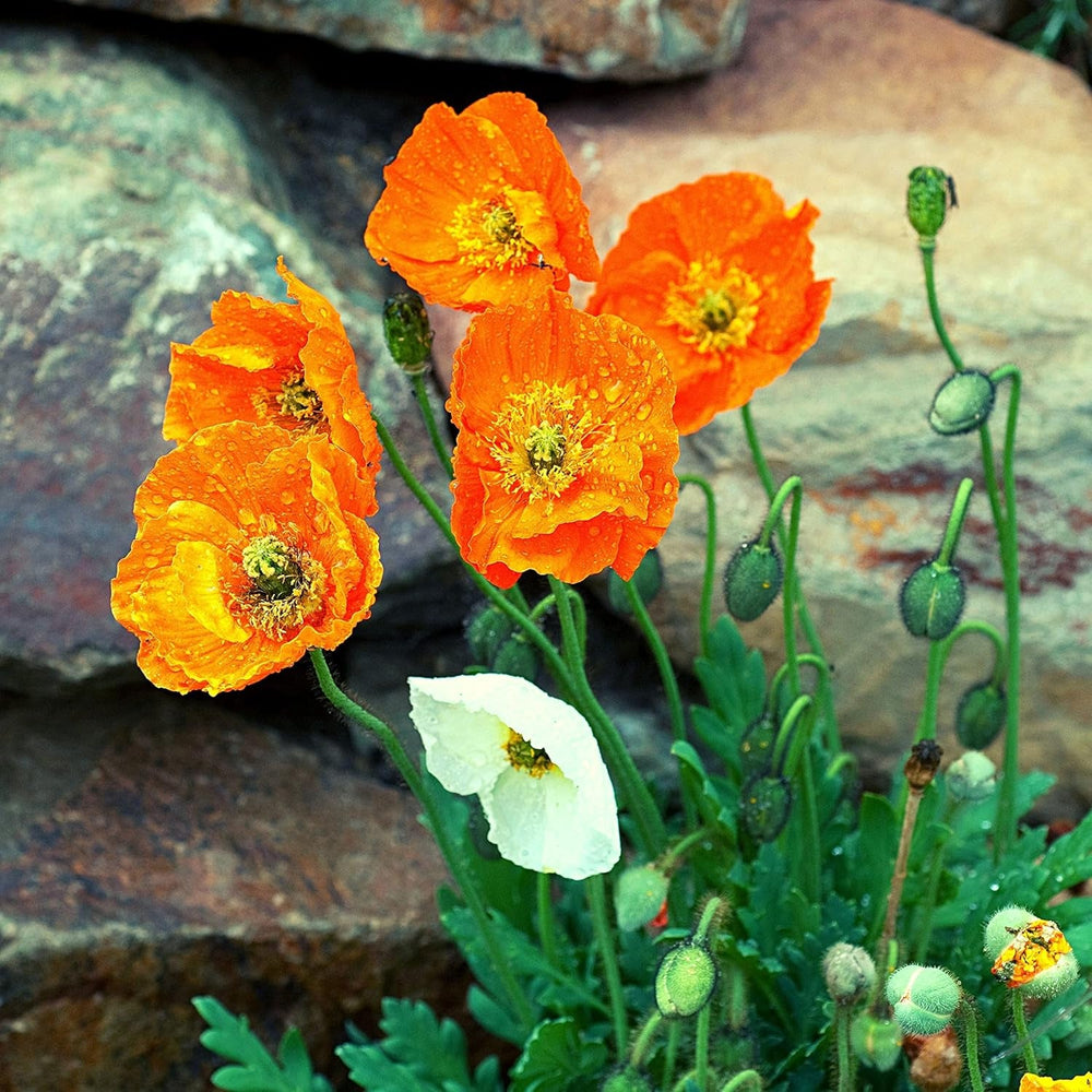 Amestec de semințe de mac islandez (Papaver nudicaule) - Maci cu înflorire frumoasă, cu o perioadă lungă de înflorire, pentru o pajiște cu flori colorate (mac islandez)
