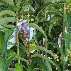 Eurokastanien Japanisch Sorten Maraval - Obstpflanze Auf Blumentopf 15 - Baum Max 120 Cm – 2 Jahre Anbau Italien