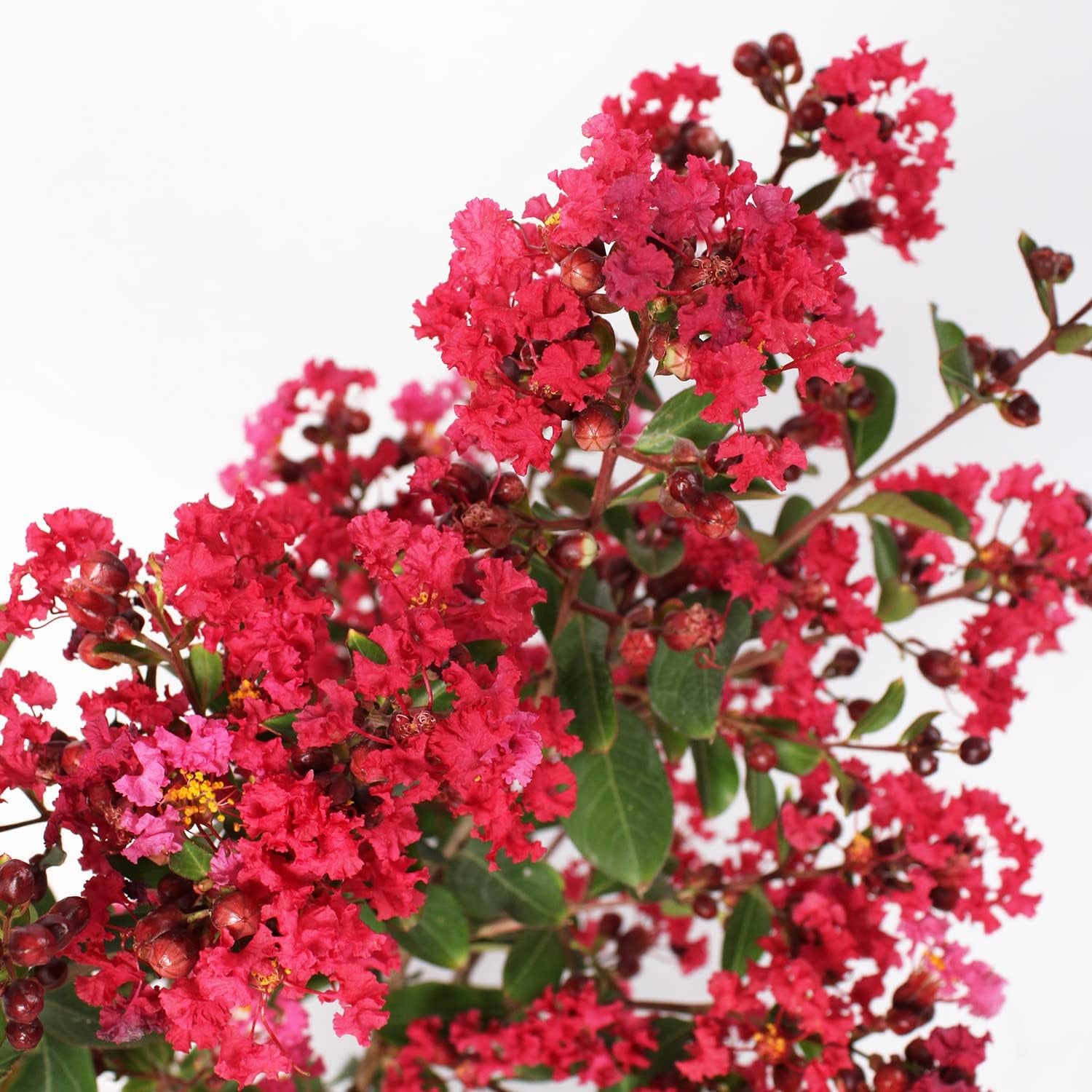 KENTIS - Lagerstroemia Indica Rote - Blühende Plfanzen - Echte Pflanzen Für Garten - Balkon Pflanze - Heckenpflanze – Hoch 60-80 Cm Topf Ø 24 Cm