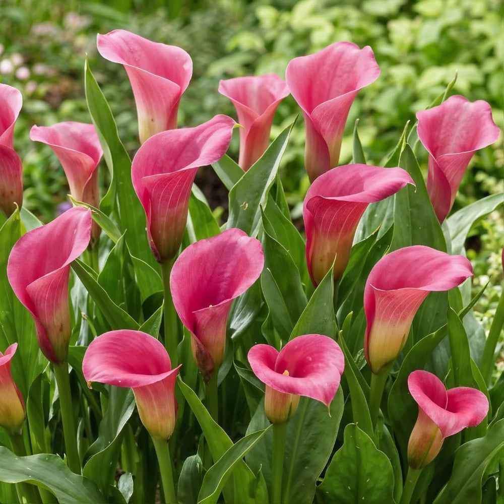 Bulbi de cale, plantă perenă rezistentă - Zantedeschia Orange Passion (Portocaliu) - 5 bulbi de flori mari - Plante adevărate din Olanda - pentru grădină și ghiveci (nu semințe, nu artificiale)