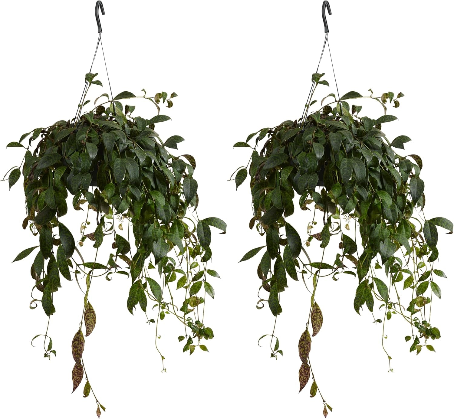Bloomique – Aeschynanthus Marmoratus – Lippenstiftpflanze – Hängepflanze – Zimmerpflanzen – Haustierfreundlich – Luftreinigend – 30–40 Cm Hoch – Topf 17 Cm