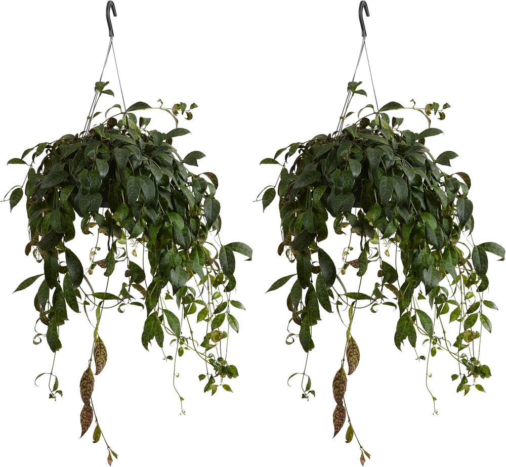 Bloomique – Aeschynanthus Marmoratus – Lippenstiftpflanze – Hängepflanze – Zimmerpflanzen – Haustierfreundlich – Luftreinigend – 30–40 Cm Hoch – Topf 17 Cm