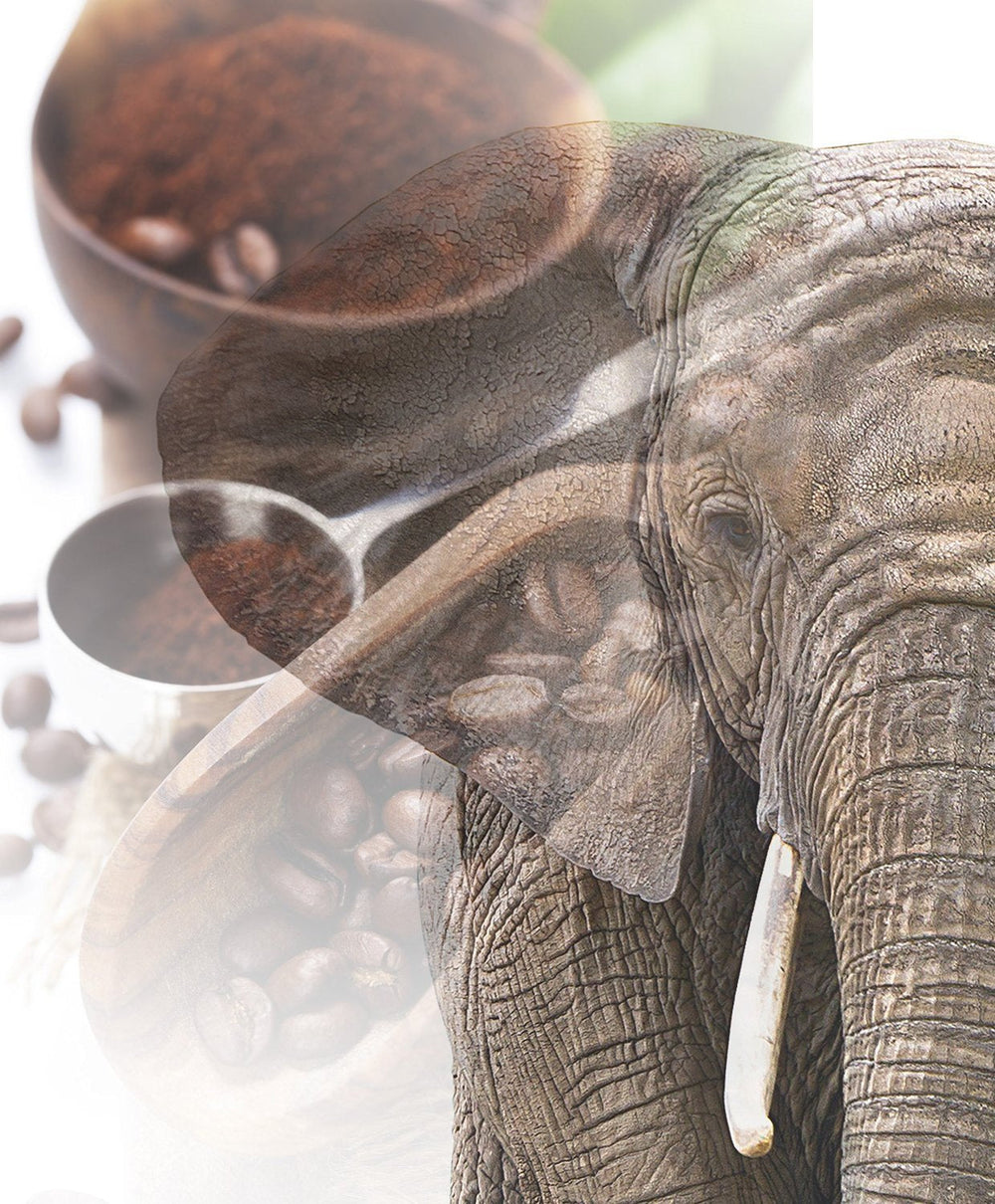 Jumbo Kaffee | Elefantenkaffee Maragogype (1000 g, Ganze Bohnen) - Die größten Bohnen der Welt, ohne Säure, extra mild