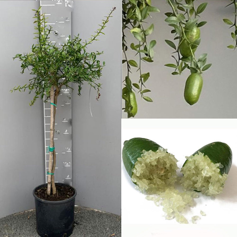 SAVINI VIVAI Zitronenpflanze, Grüner Kaviar, Faustrime, Zitrusbaum, Fingerlimette, Zitronensetzling Im Topf, 20 Cm, Höhe 50–70 Cm, 2 Jahre Veredelung, Hergestellt in Italien