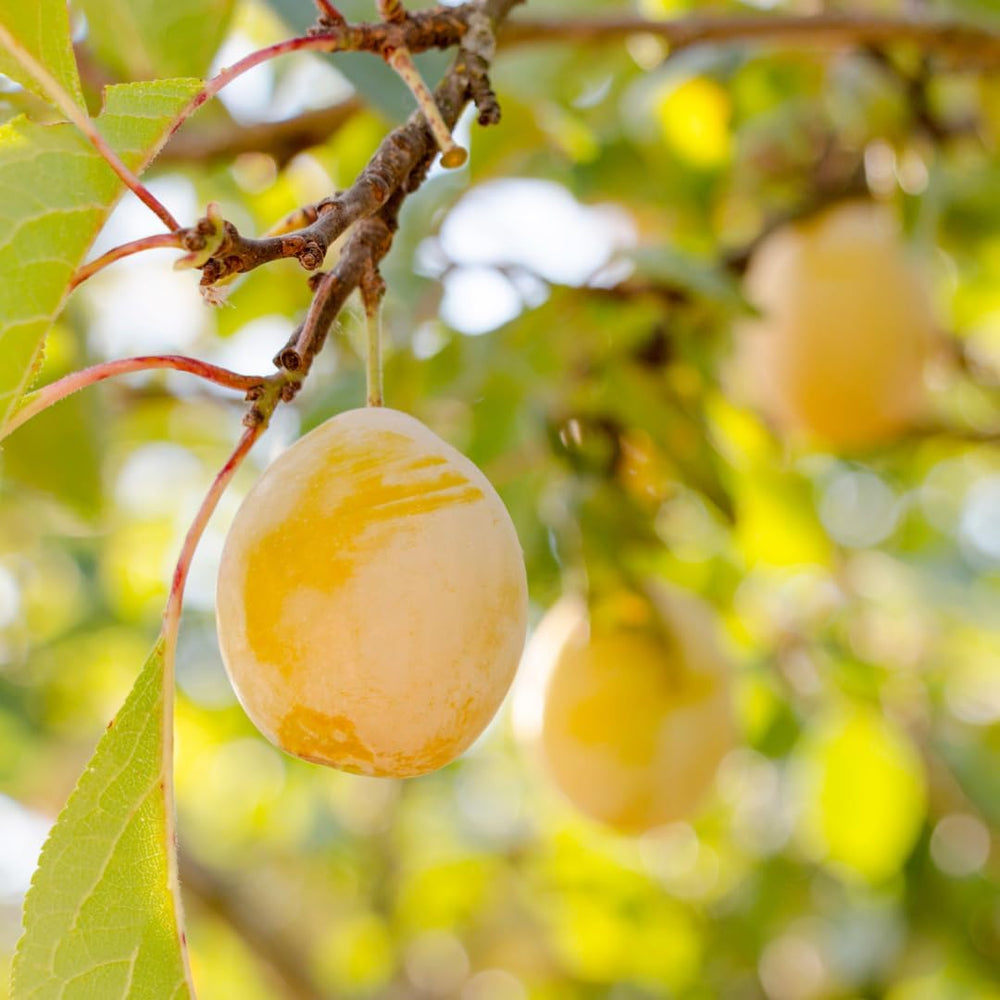 Regina Pflaumen Claudia Gialla - Obstpflanze Alte Frucht Auf Blumentopf 20 - Baum Max 170 Cm – 2 Jahre Anbau Italien