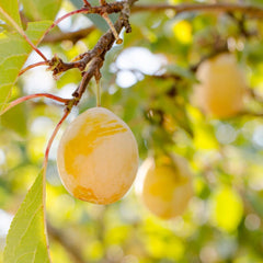 Regina Pflaumen Claudia Gialla - Obstpflanze Alte Frucht Auf Blumentopf 20 - Baum Max 170 Cm – 2 Jahre Anbau Italien