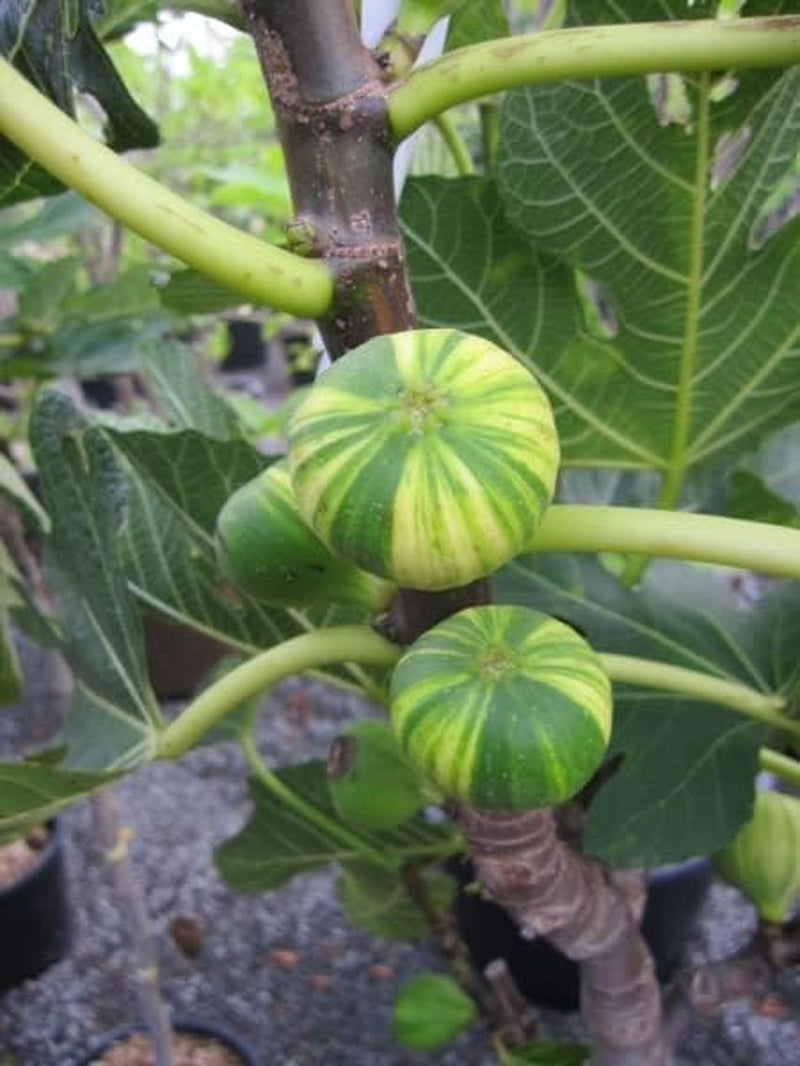 Melonenfeige - Fruchtfeige - Ficus Carica Panache - Hochstamm 90
