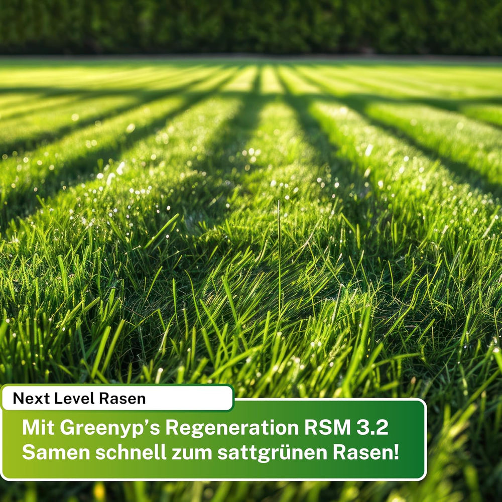 Greenyp Turbo Nachsaat RSM 3.2 I Rasensamen Schnellkeimend Frühjahr I 0,2Kg Für 10M² I Ideal Gegen Lücken Als Neu- & Nachsaat I 100% RSM Rasensamen I Grassamen Rasensaat Gras Reparaturrasen
