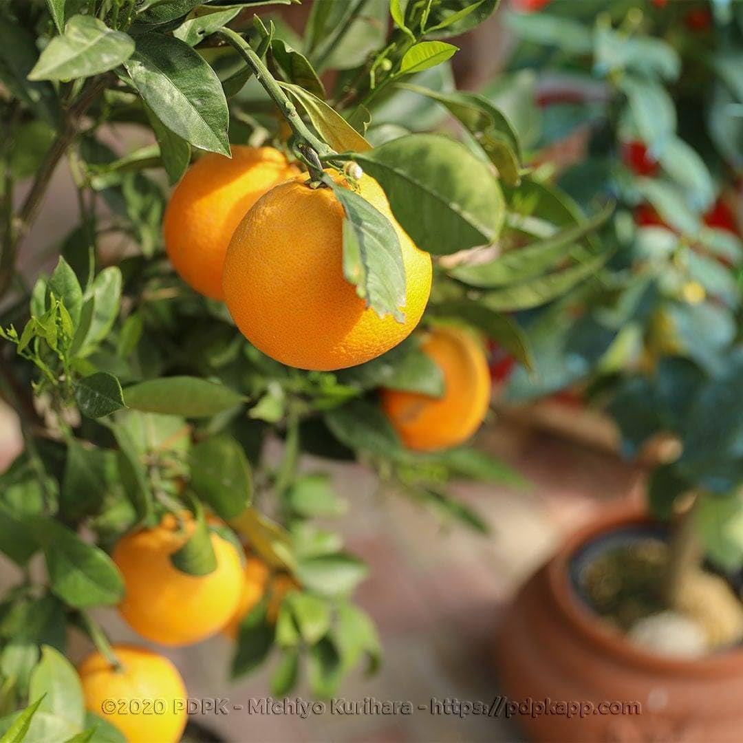 Zitrusgewächs Orange Navelina Pflanze Ab Frucht Höhe: 150 CM Vase : 26 CM