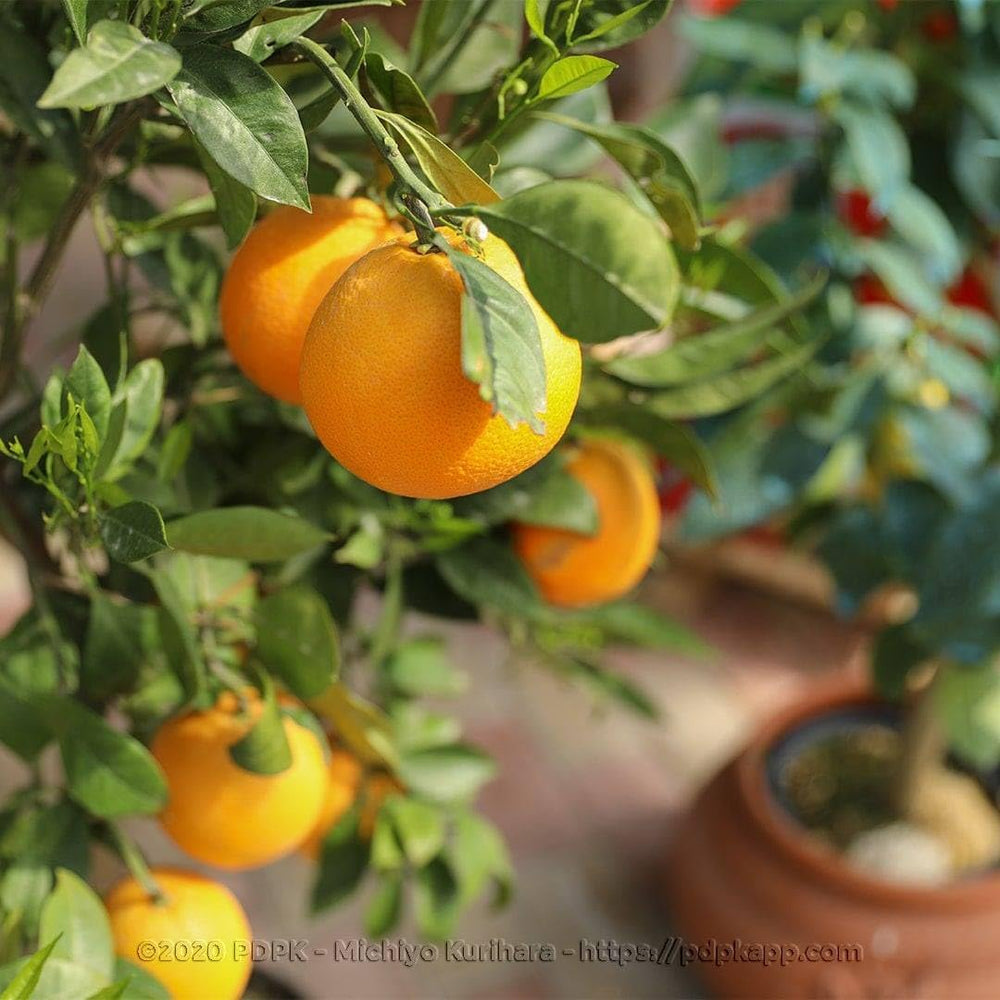 Zitrusgewächs Orange Navelina Pflanze Ab Frucht Höhe: 150 CM Vase : 26 CM